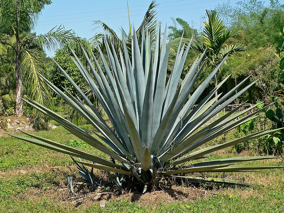 Blue agave — plant habitus (Wikimedia Commons).
