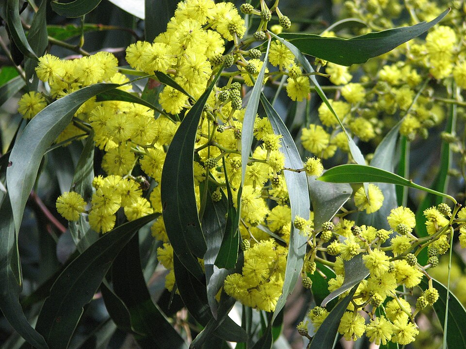 Golden wattle — plant habitus (Wikimedia Commons).