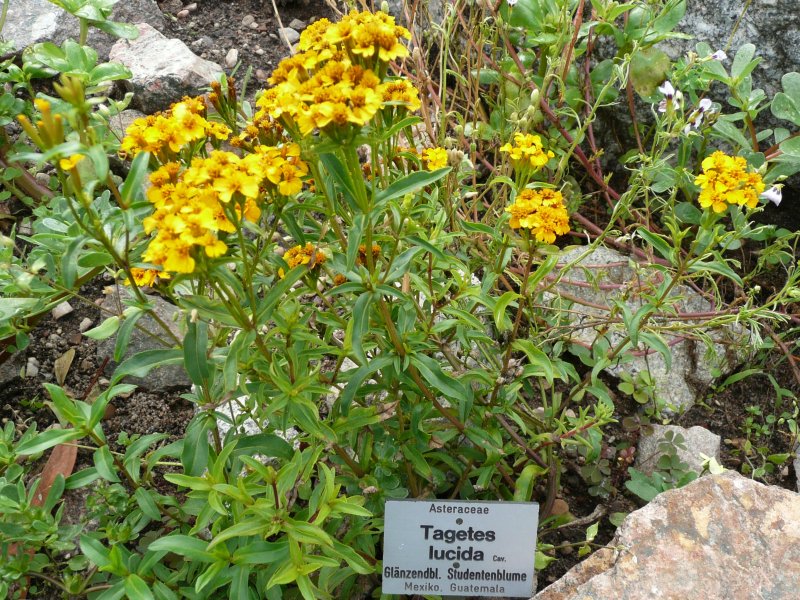 Mexican tarragon — plant habitus (Wikimedia Commons).