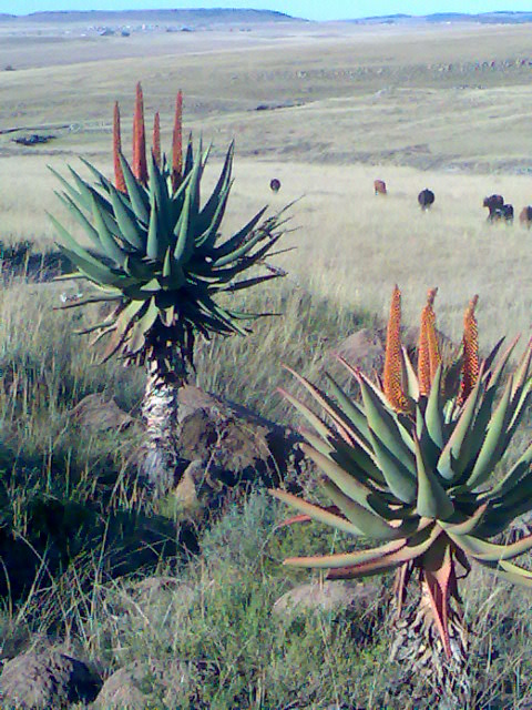 Cape aloe — plant habitus (Wikimedia Commons).