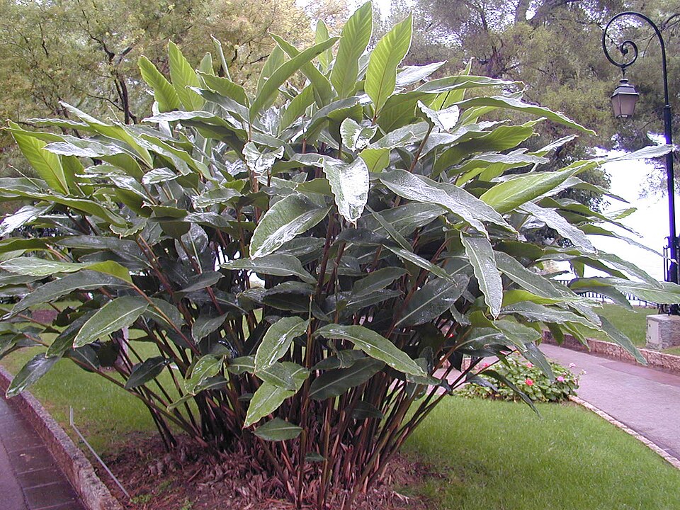 Shell ginger — plant habitus (Wikimedia Commons).