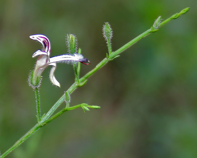 Andrographis — plant habitus (Wikimedia Commons).