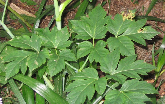 Ashitaba — plant habitus (Wikimedia Commons).