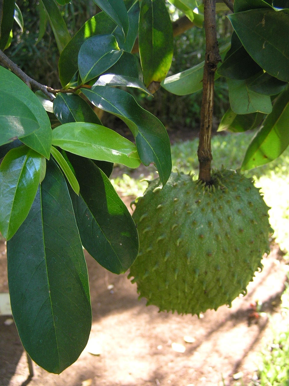 Soursop — plant habitus (Wikimedia Commons).