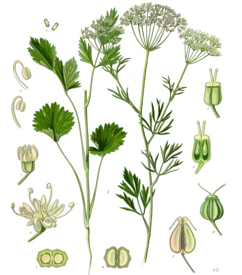 Anise — plant habitus (Wikimedia Commons).