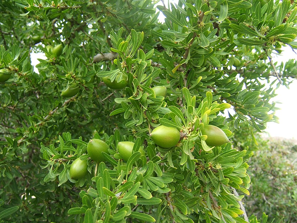 Argan — plant habitus (Wikimedia Commons).