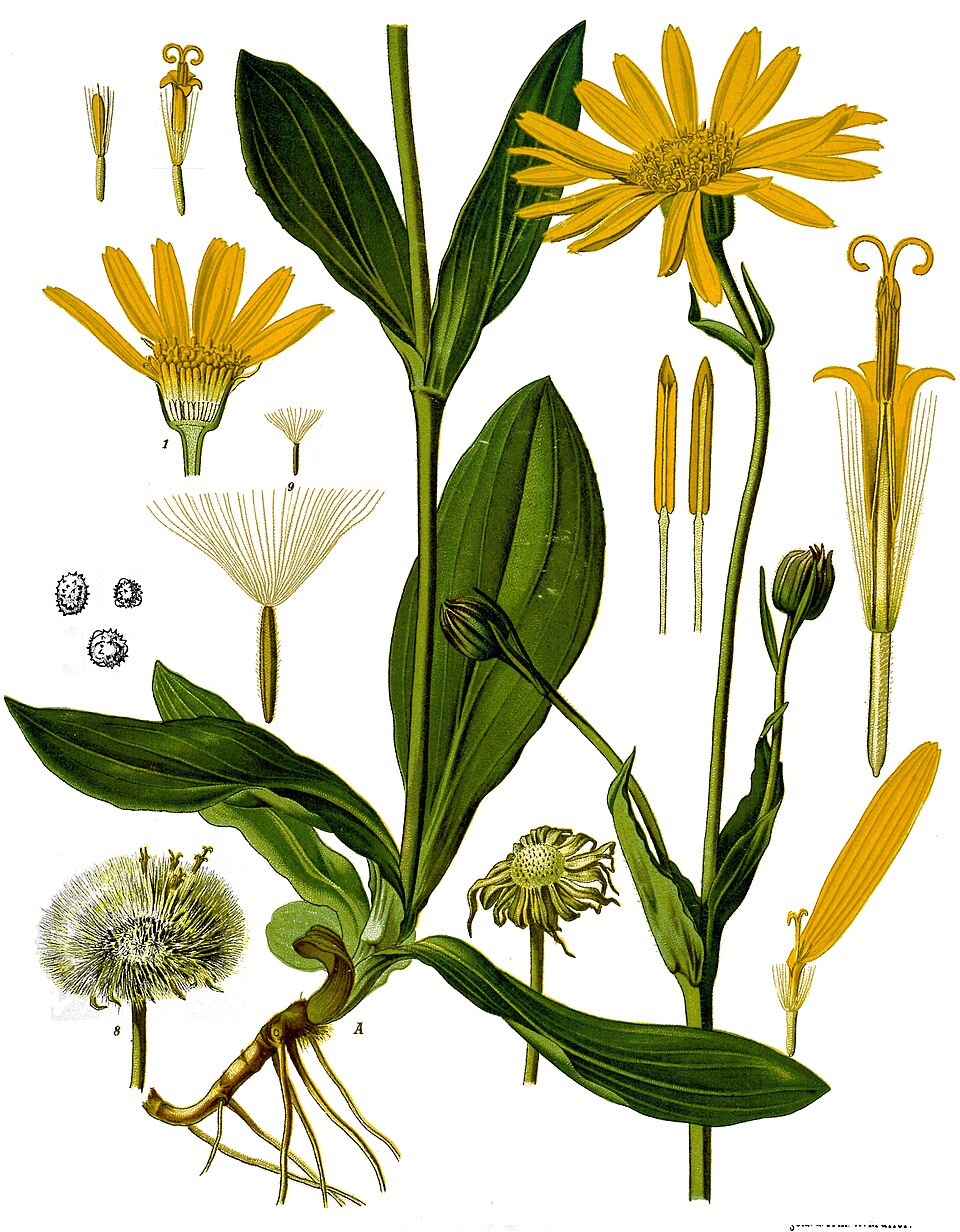 Arnica — plant habitus (Wikimedia Commons).