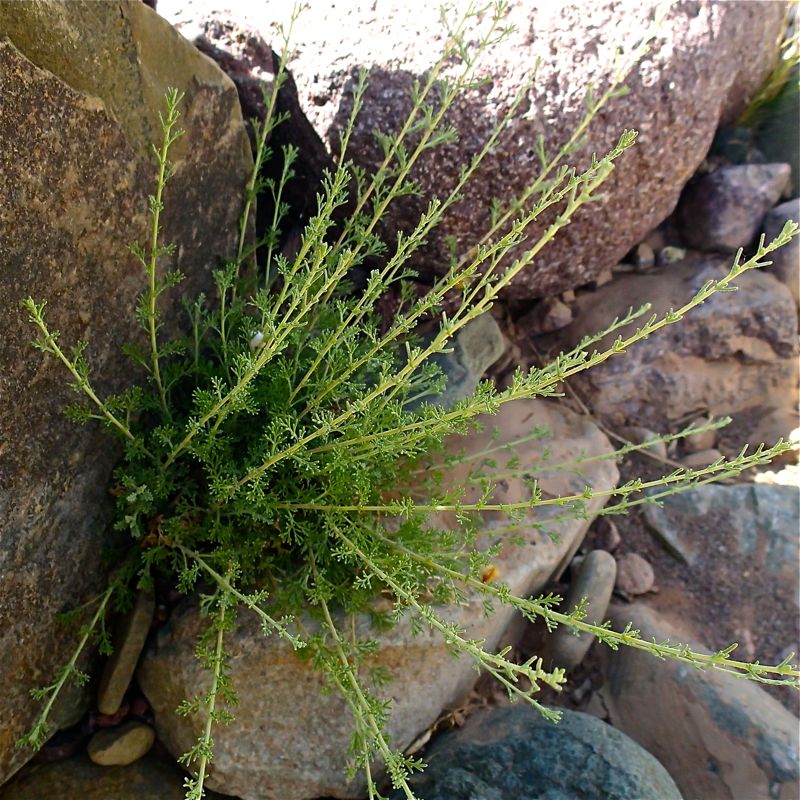 White wormwood — plant habitus (Wikimedia Commons).