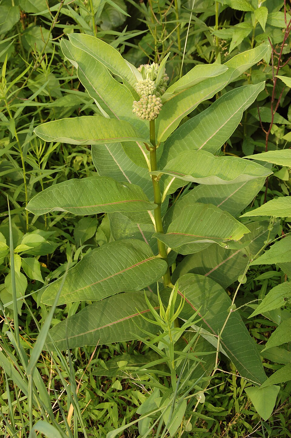 Common milkweed — plant habitus (Wikimedia Commons).