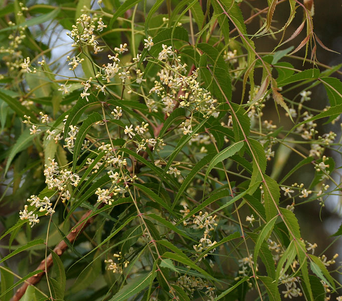 Neem — plant habitus (Wikimedia Commons).
