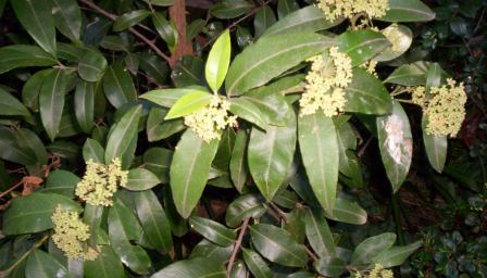 Lemon myrtle — plant habitus (Wikimedia Commons).