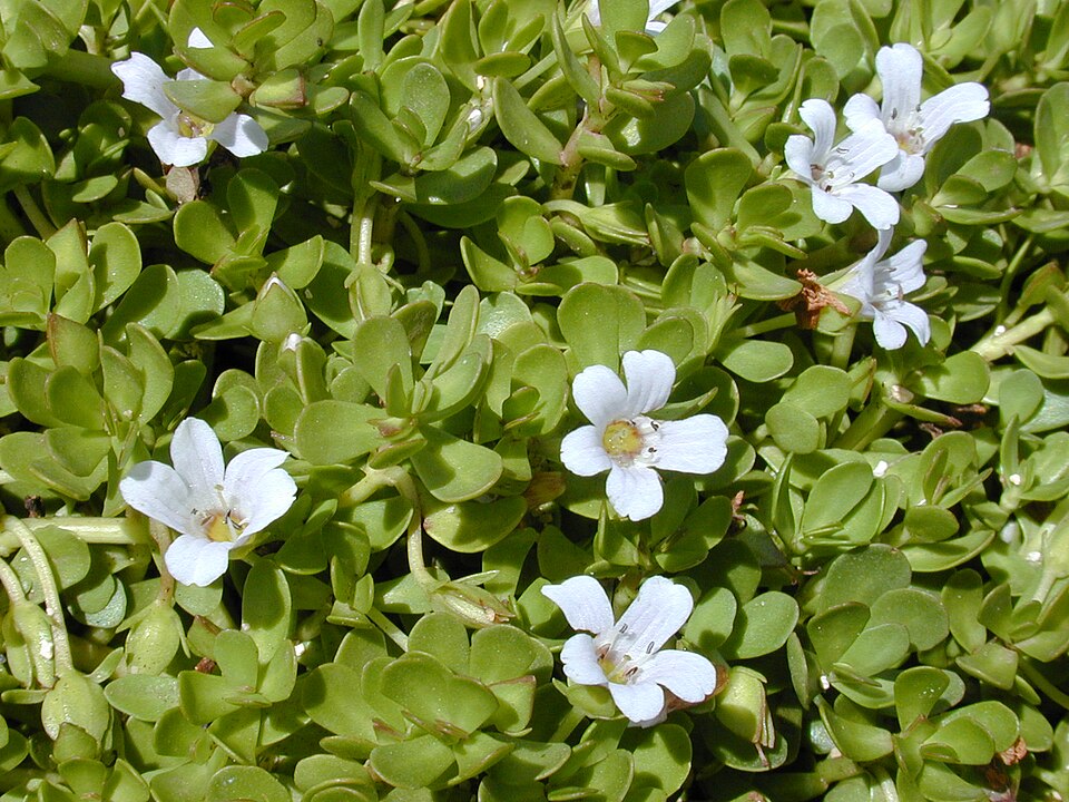 Brahmi — plant habitus (Wikimedia Commons).
