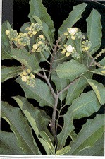 Brazil nut — plant habitus (Wikimedia Commons).