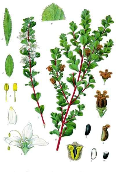 Buchu — plant habitus (Wikimedia Commons).
