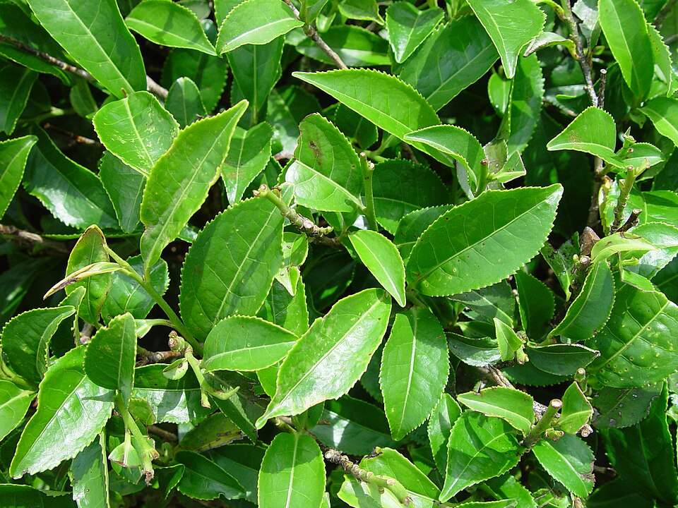 Tea plant — plant habitus (Wikimedia Commons).