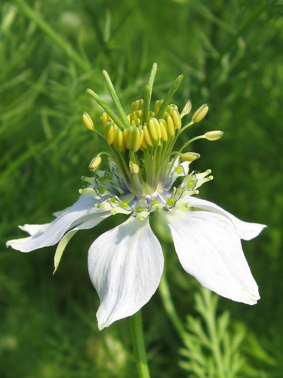 Black cumin — plant habitus (Wikimedia Commons).