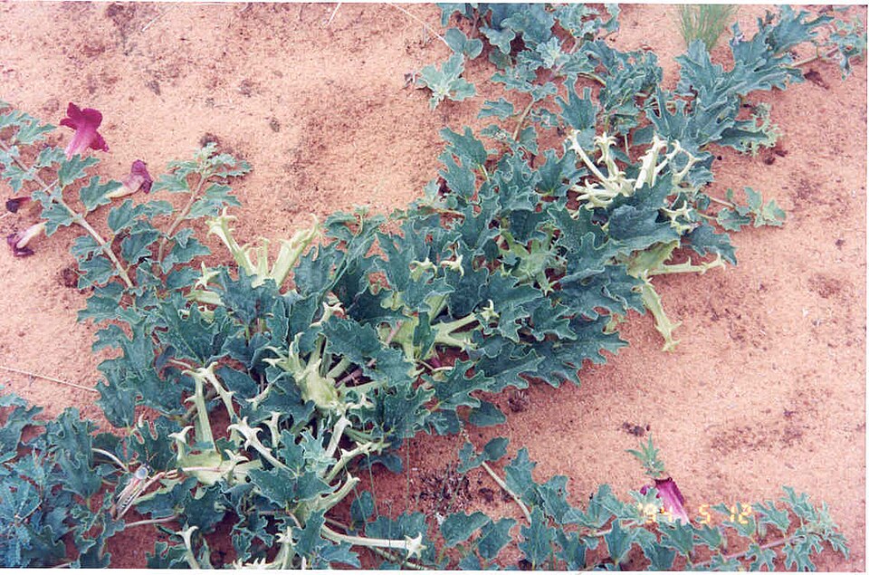 Devil's claw — plant habitus (Wikimedia Commons).