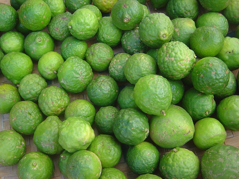 Makrut lime — plant habitus (Wikimedia Commons).