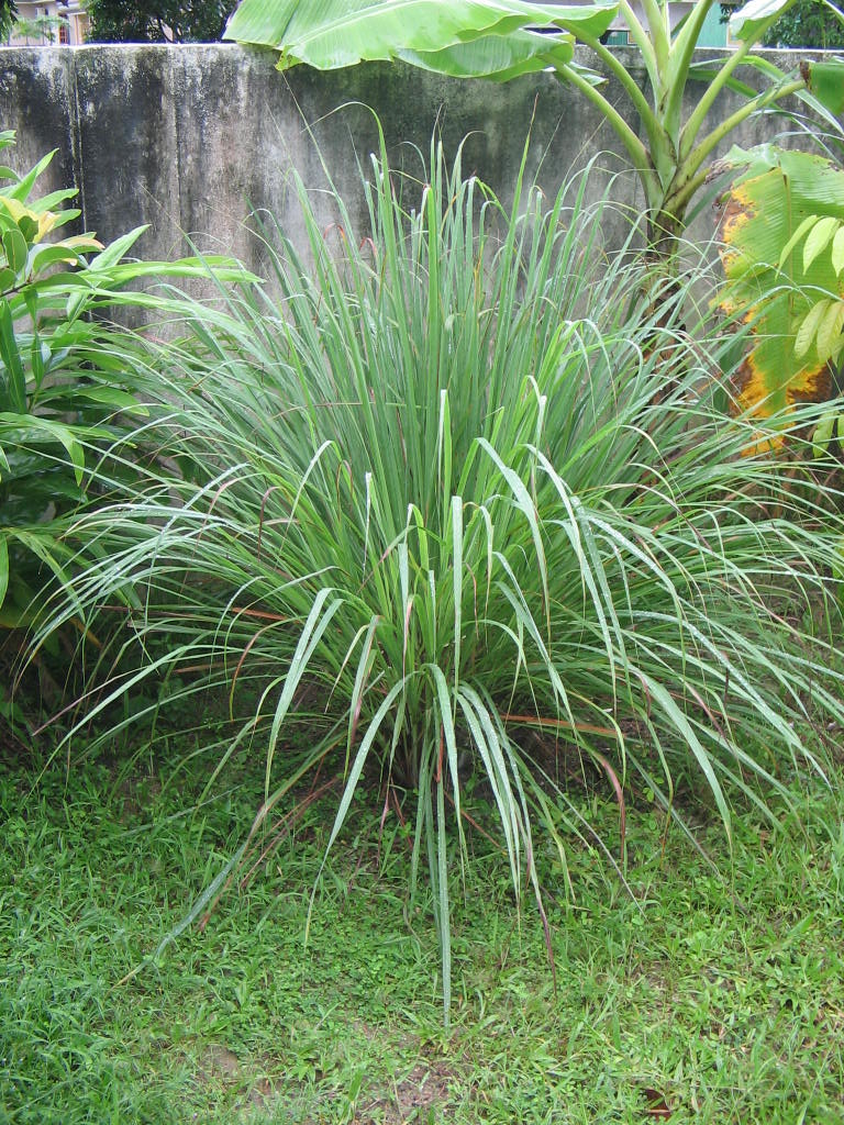 Lemongrass — plant habitus (Wikimedia Commons).
