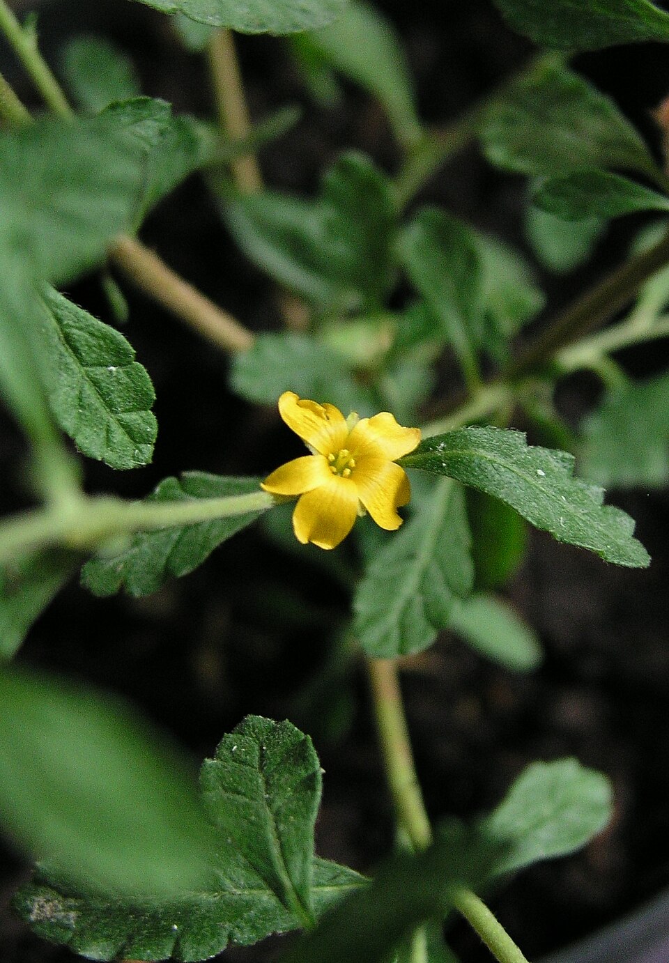 Damiana — plant habitus (Wikimedia Commons).