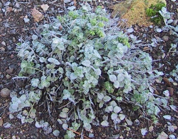 Dittany of Crete — plant habitus (Wikimedia Commons).