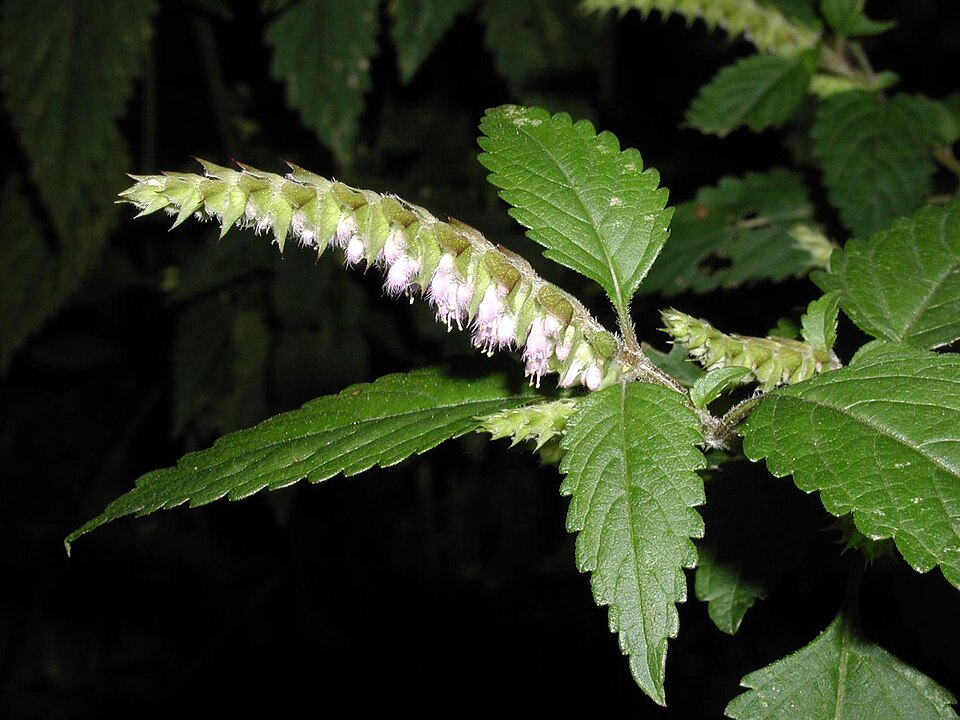 Vietnamese balm — plant habitus (Wikimedia Commons).