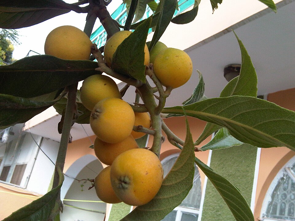 Loquat — plant habitus (Wikimedia Commons).