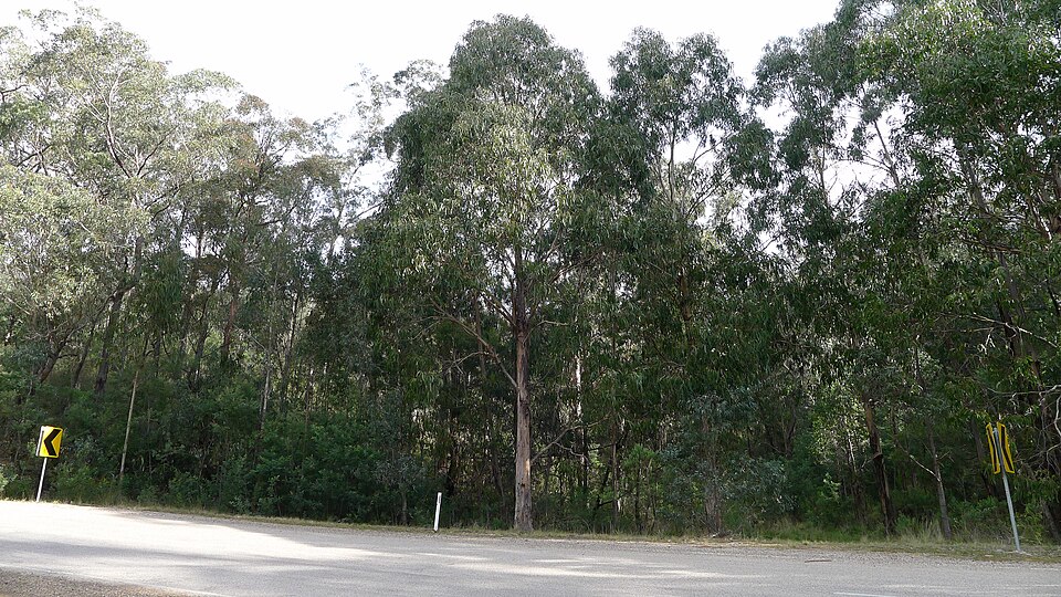 Blue gum — plant habitus (Wikimedia Commons).