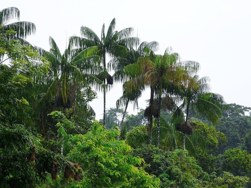 Açaí palm — plant habitus (Wikimedia Commons).