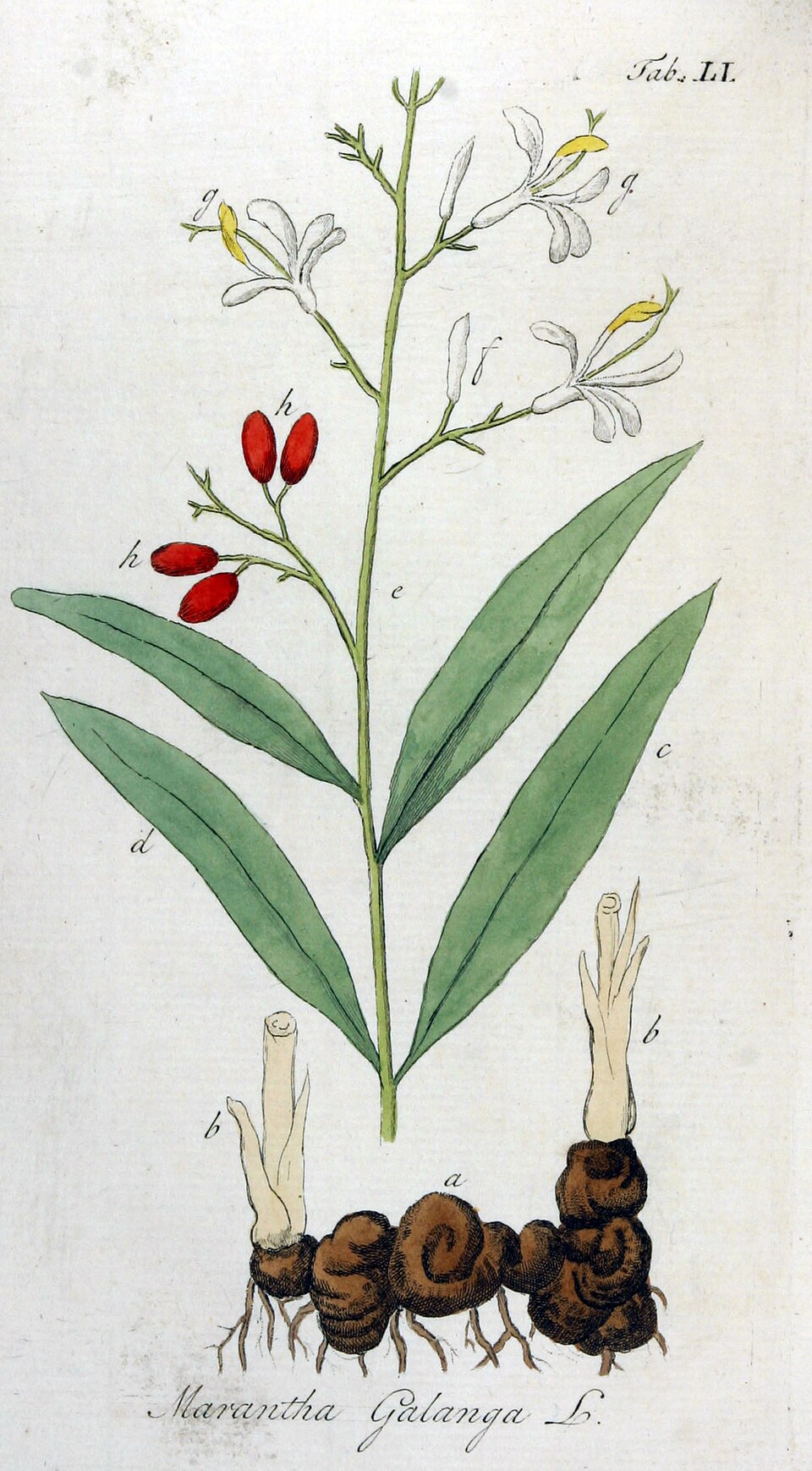 Greater galangal — plant habitus (Wikimedia Commons).