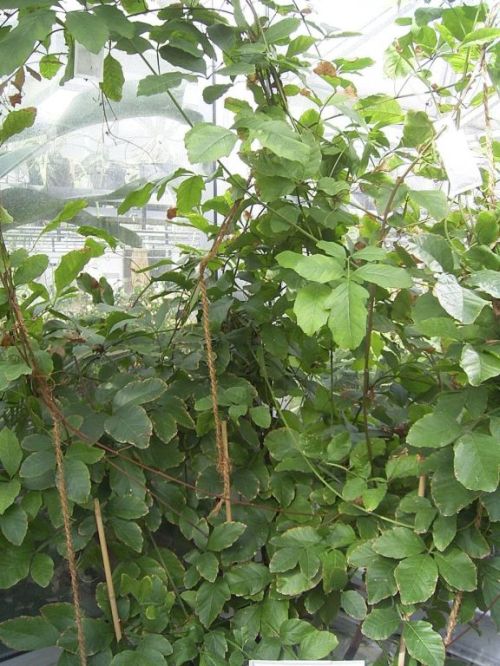Guarana — plant habitus (Wikimedia Commons).