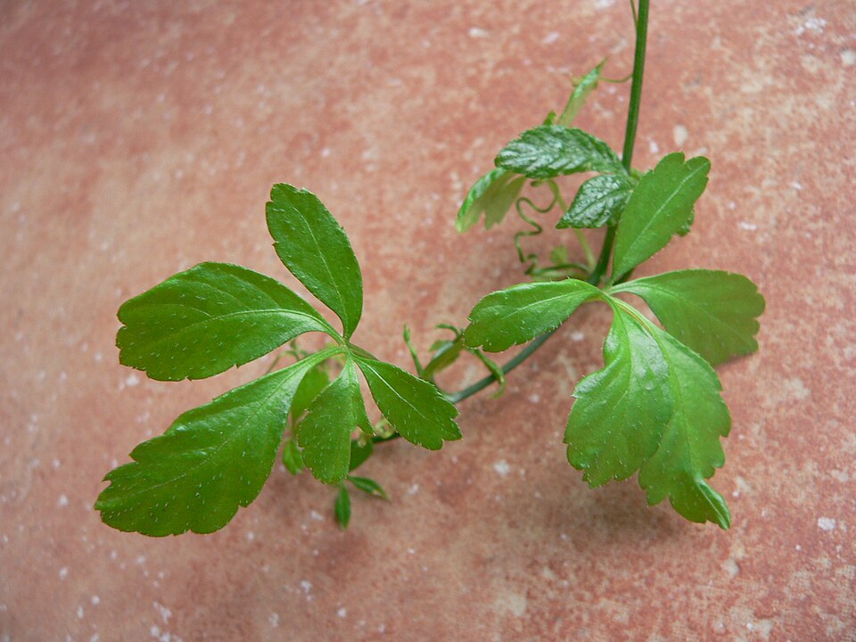 Jiaogulan — plant habitus (Wikimedia Commons).