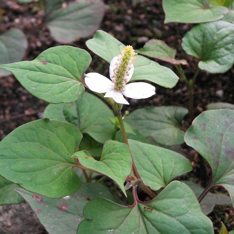 Fish mint — plant habitus (Wikimedia Commons).