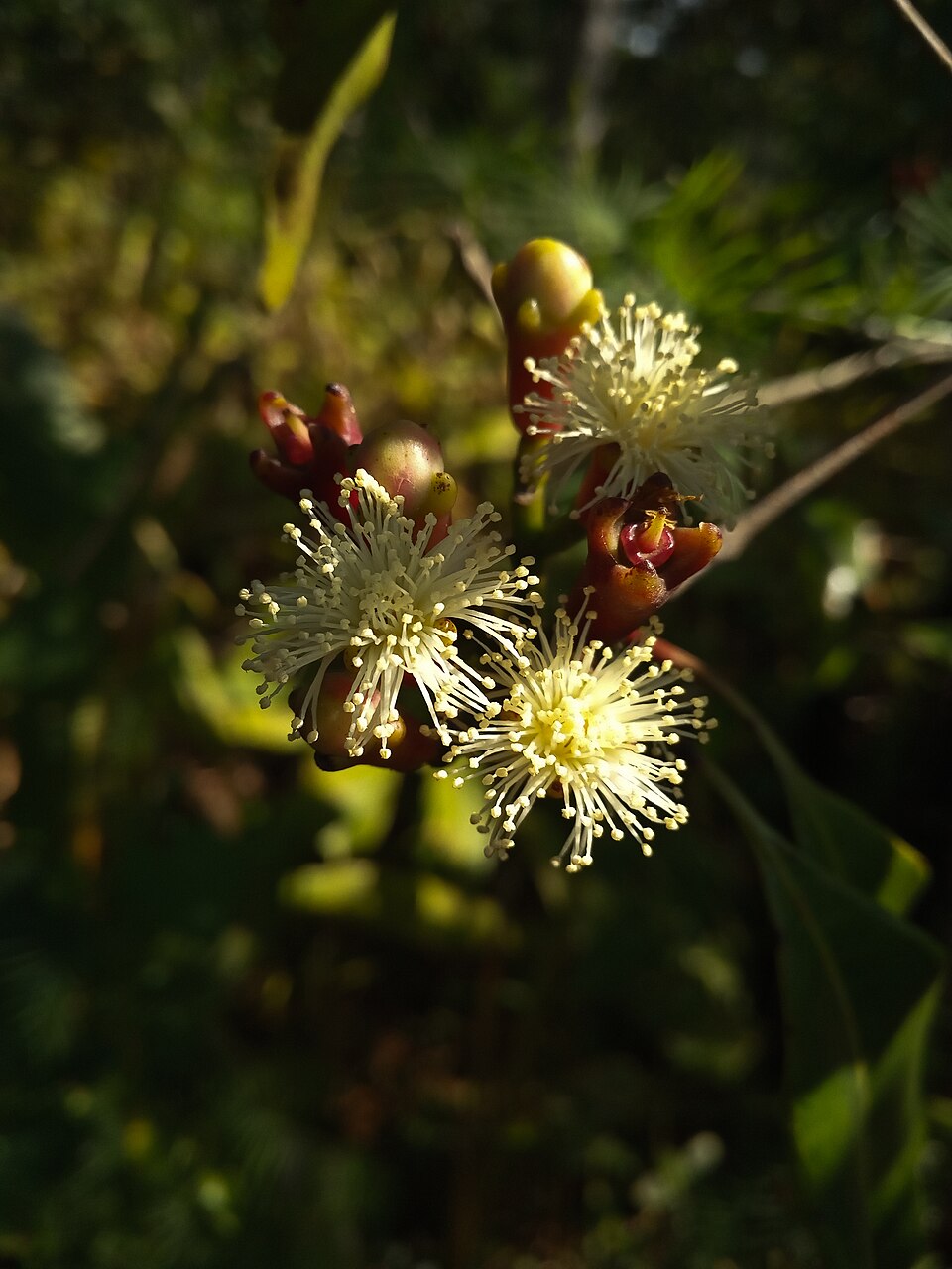 Clove — plant habitus (Wikimedia Commons).