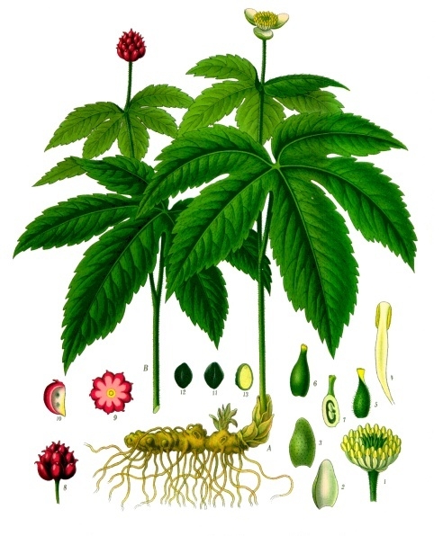 Goldenseal — plant habitus (Wikimedia Commons).