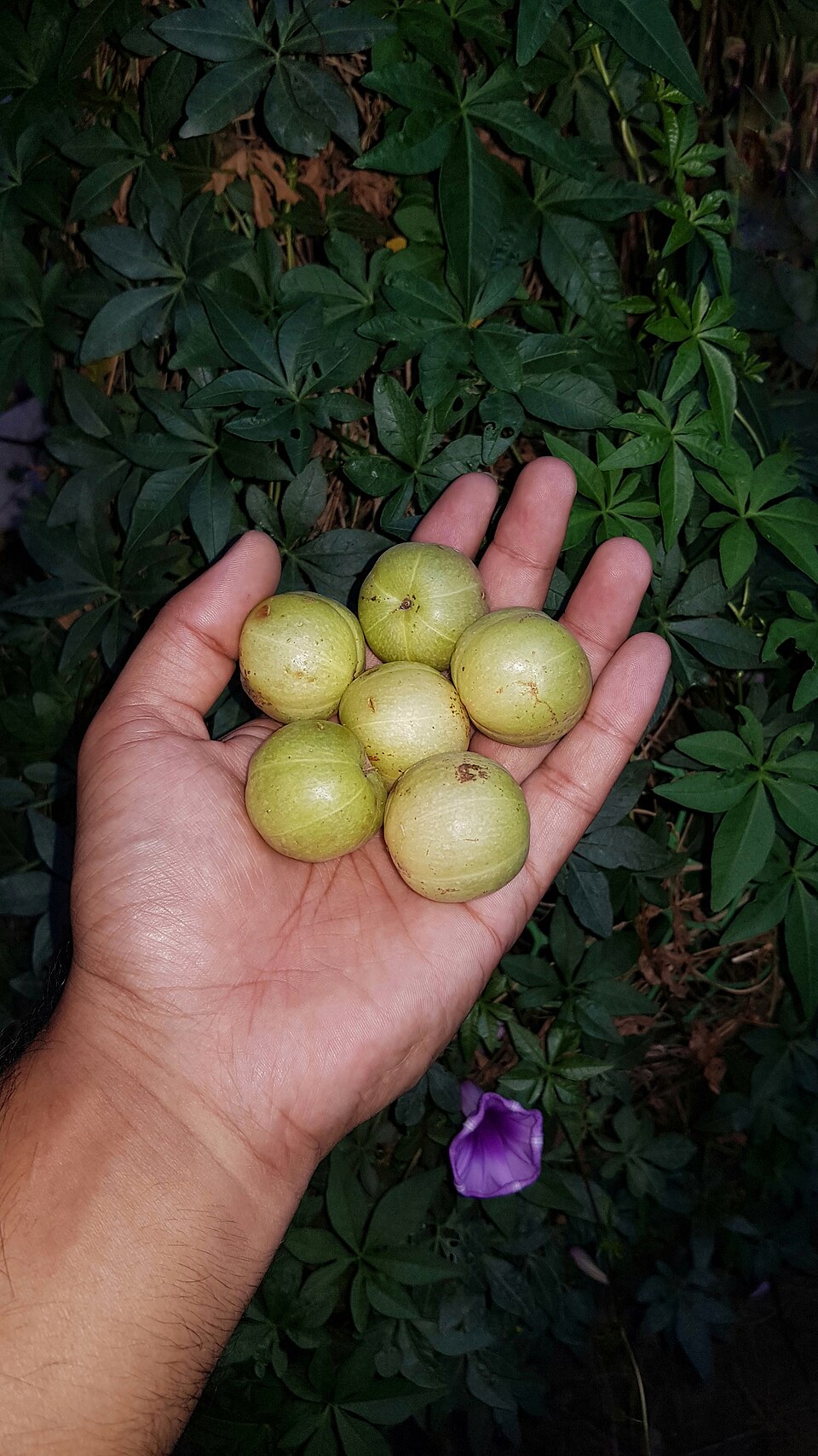 Amla — plant habitus (Wikimedia Commons).