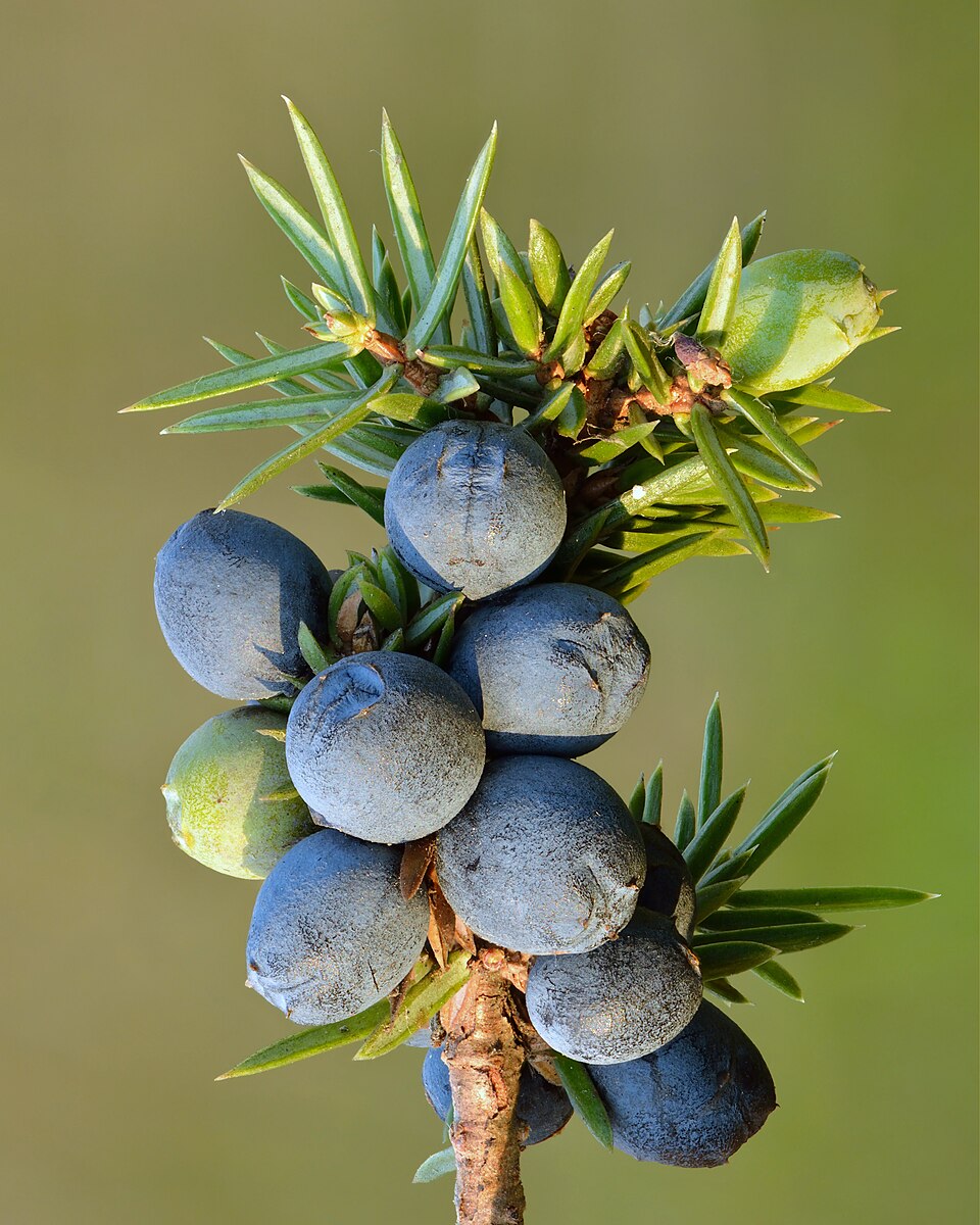 Common juniper — plant habitus (Wikimedia Commons).