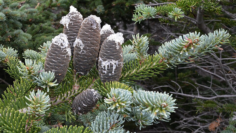 Balsam fir — plant habitus (Wikimedia Commons).