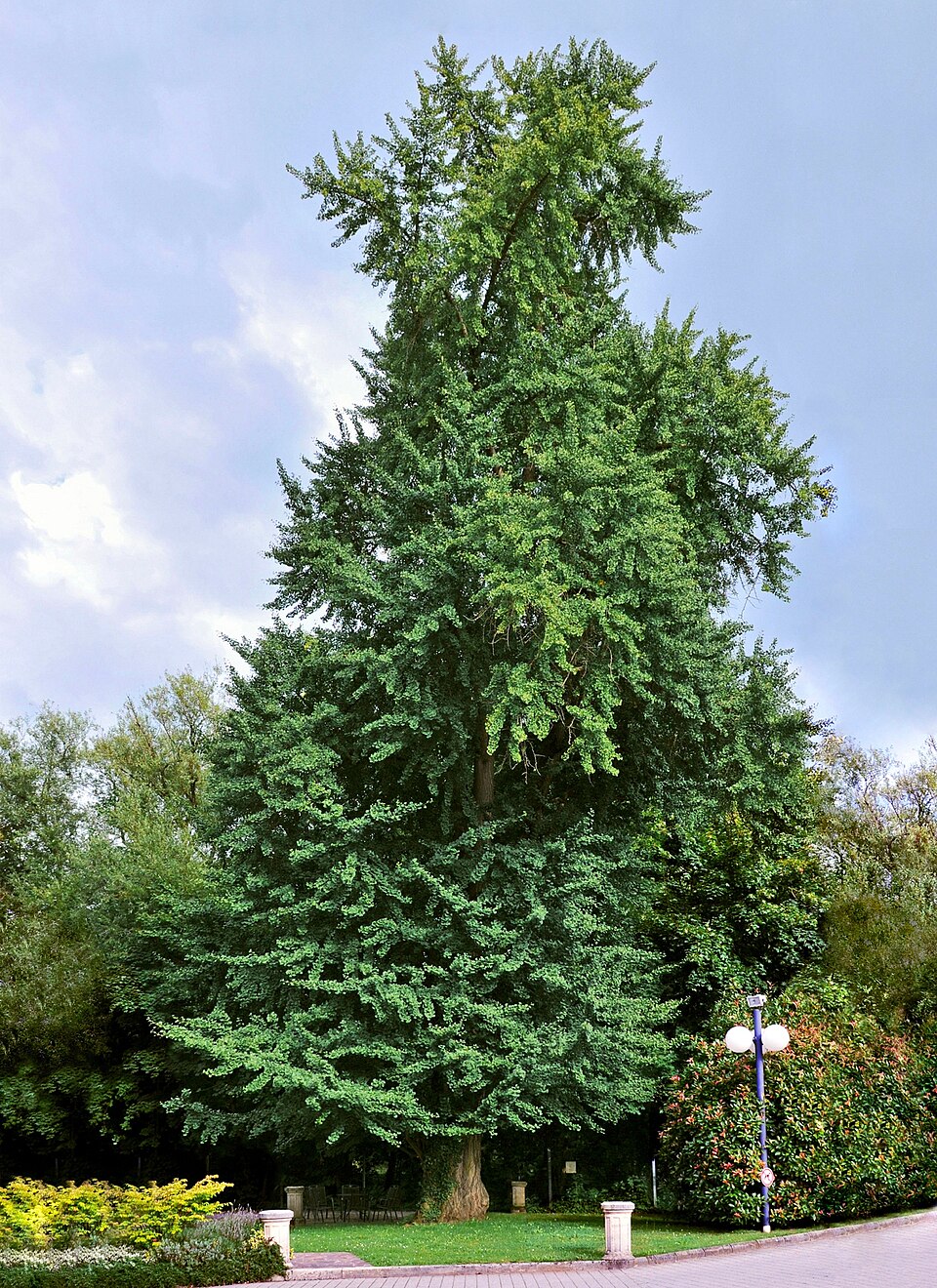 Ginkgo — plant habitus (Wikimedia Commons).