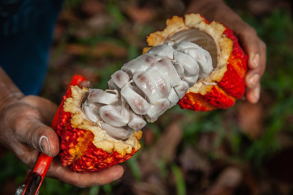 Cacao — plant habitus (Wikimedia Commons).