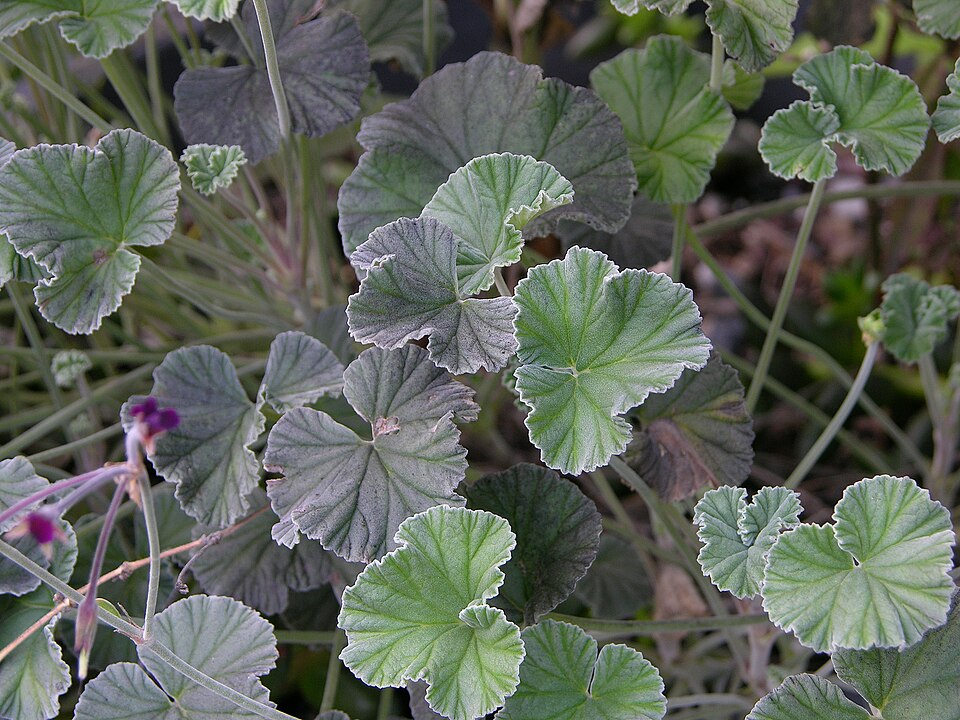 Umckaloabo — plant habitus (Wikimedia Commons).