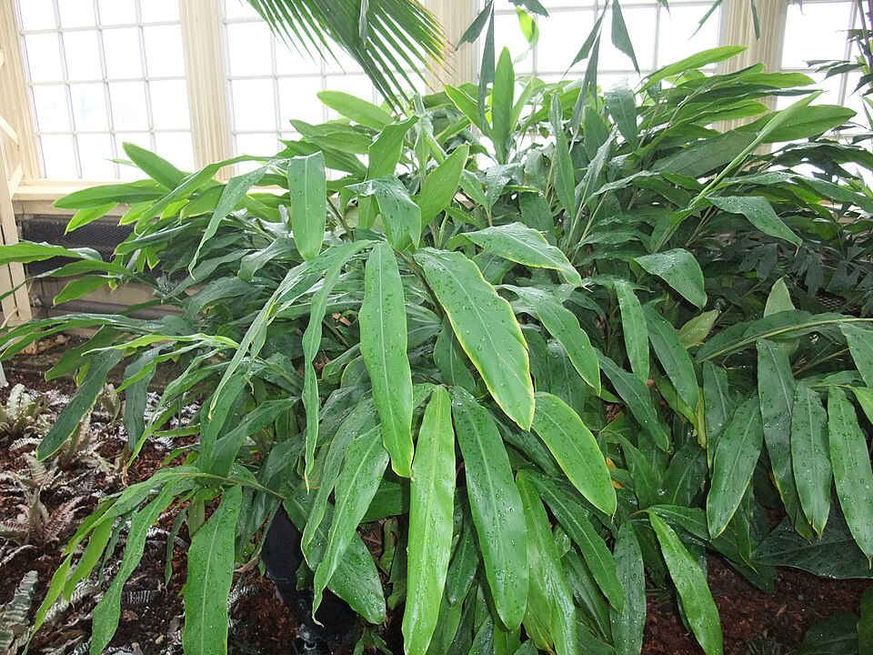 Green cardamom — plant habitus (Wikimedia Commons).