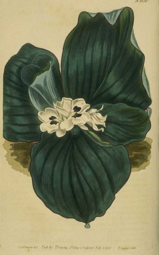 Kencur — plant habitus (Wikimedia Commons).