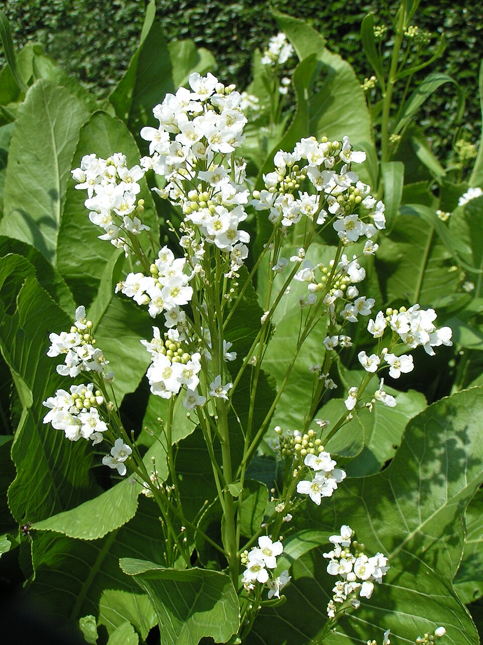 Horseradish — plant habitus (Wikimedia Commons).