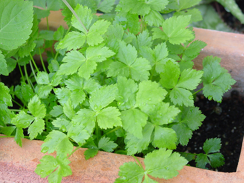 Mitsuba — plant habitus (Wikimedia Commons).
