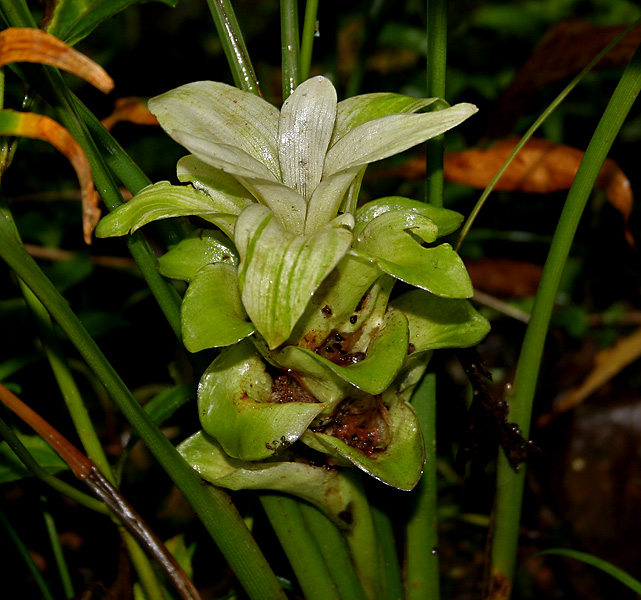 Turmeric — plant habitus (Wikimedia Commons).