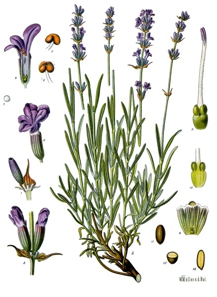 Levandule lékařská — habitus rostliny (Wikimedia Commons).