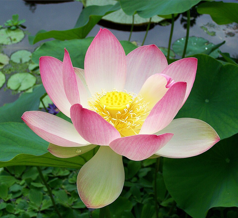 Sacred lotus — plant habitus (Wikimedia Commons).