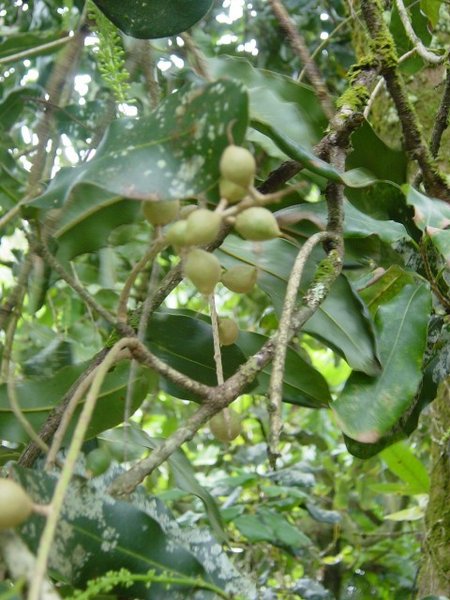 Macadamia — plant habitus (Wikimedia Commons).