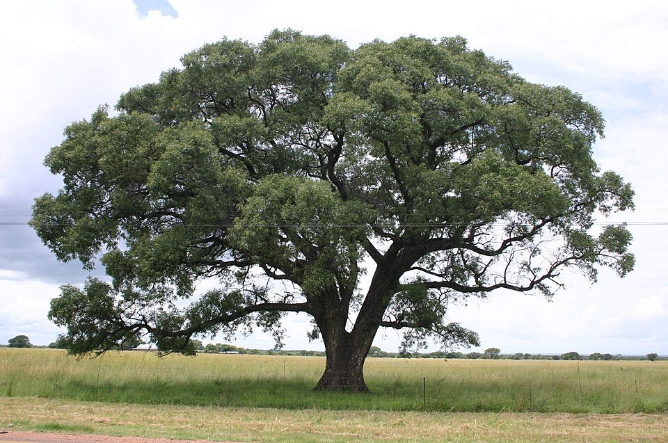 Marula — plant habitus (Wikimedia Commons).